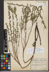 Foto von Salix repens subsp. rosmarinifolia (L.) Andersson